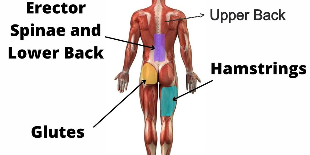What Do Kettlebell Swings Work